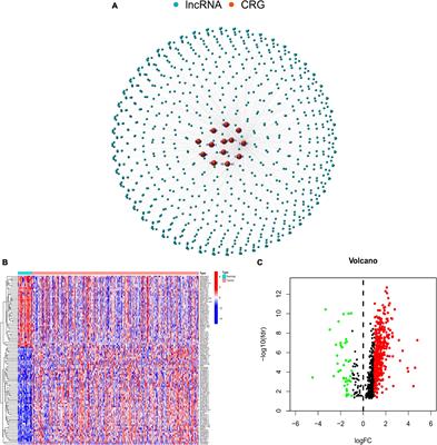 A prognostic signature based on cuprotosis-related long non-coding RNAs predicts the prognosis and sensitivity to chemotherapy in patients with colorectal cancer